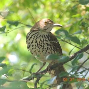 Meet your Posher, Debra